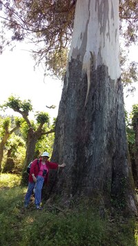(platany, kaštany, duby aj.)