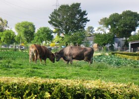 a urostlými plemennými býky