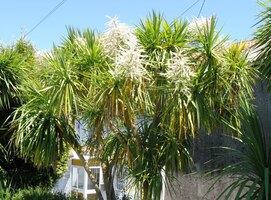 a květy mnohdy až šokující