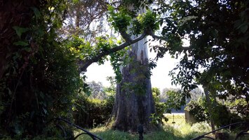 Potkáváme letité stromy