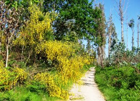 a lemovaly ji kaskády kvítí