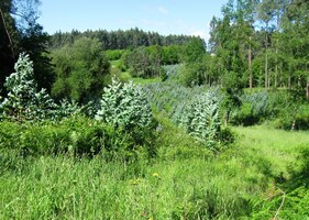 a eukaplyptových hájků