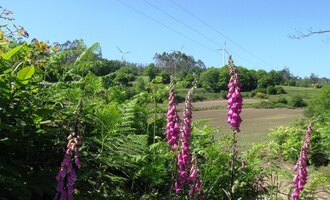 Výsledek? Omamná vůně!
