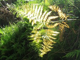 a obdivujeme prosvětlené kapradí