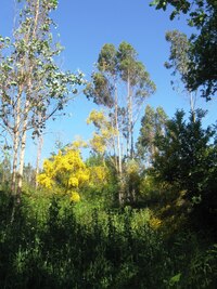 převážně zase eukalypty,