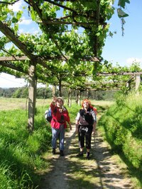 Dál ale už byla pohoda - stín vinic