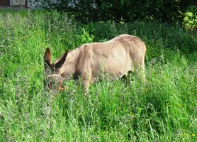 Vedle ubytovny mají farmu s oslíky