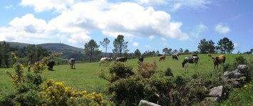 Pásla se tu stáda obyčejných krav