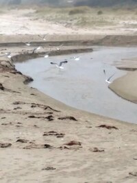 plná rozmanitého mořského ptactva