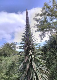 Květena je tu cizokrajná