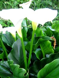 kaly mají ale všude