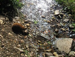 a tak i ježek jde utopit blechy
