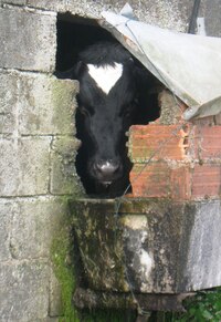 Bůůů, dobré jitro, poutníku!