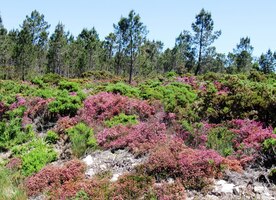 neboť vstoupil do horského ráje