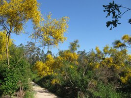 Převládala "Vincentova" žluť,