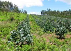 "školky" eukalyptových lesů