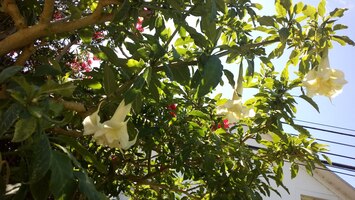 Tohle jsou květy durmanu,