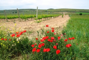 Je krásně, chození jde samo