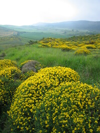 Ráno mě vede cesta do navarrských hor,