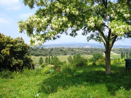 v příjemné rovině se stíny stromů
