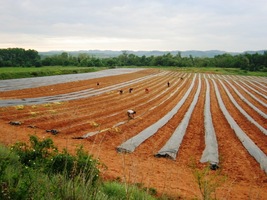 kde mají tu nejčervenější červenozem