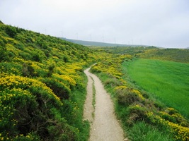 kam stoupá rozvážně mezi žlutými trsy macchie