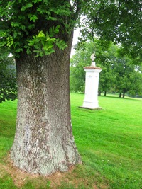 a zde hradní park se spoustou stromů