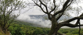 do mlžných Malých Karpat,