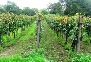 které čekají na blízké vinobraní