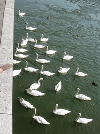 na níž se to jen hemží labutěmi