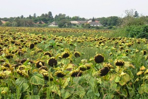 Zrna v květech slunečnic dozrávají