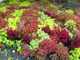 výzdobou lázeňského parku