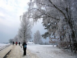 Stromy při cestě byly stříbrné