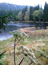 až do Železné Rudy, kde bydlíme