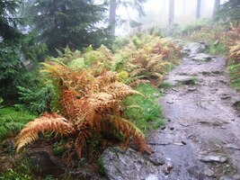 Cesta dolů je zpočátku pohodlná,