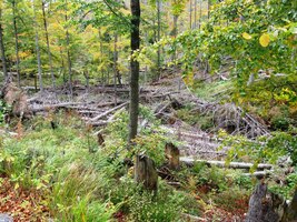 A jsme v další pralesní rezervaci (Urwald)