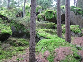 po místní naučné stezce Wünchelrutweg