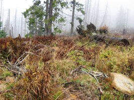 a stromů, zahubených kůrovcem (Borkenrauber)