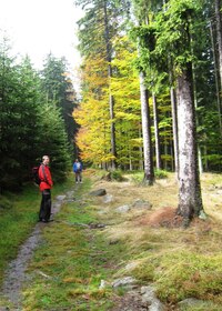 V lese už jsou cesty příjemnější