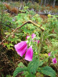 Horské květy nám zvoní na cestu,