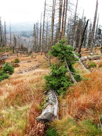 Pod vrcholem jsou jich celé hektary