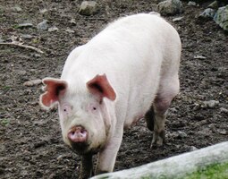 Pašík! A hned za městem!