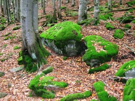 Mech už nám v tomto počasí raší i na zádech