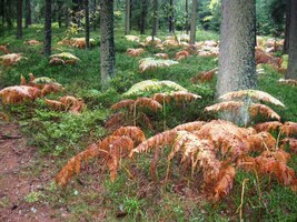 Stoupáme odtud lesem na vrch Viehberg