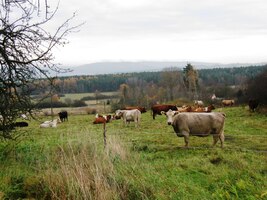 a zase se rozhlíželi po Kanadě