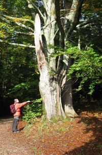 Da, no dub dólžen byť chujóvyj i chuj dubóvyj!