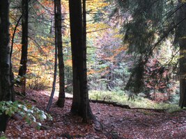 a temným lesem (Schwarzwald) prosvítá slunce