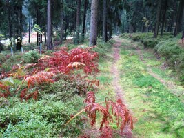 ale les nás usmiřuje svou podzimní krásou