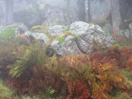 Pak se ale z mlhy vynořily kameny