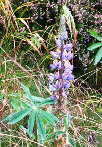 a otrlá horská květena